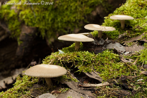 trúdnik strapkatý Lentinus substrictus (Bolton) Zmitr. & Kovalenko