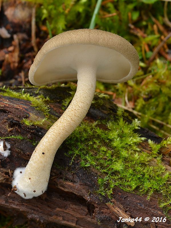 trúdnik strapkatý Lentinus substrictus (Bolton) Zmitr. & Kovalenko