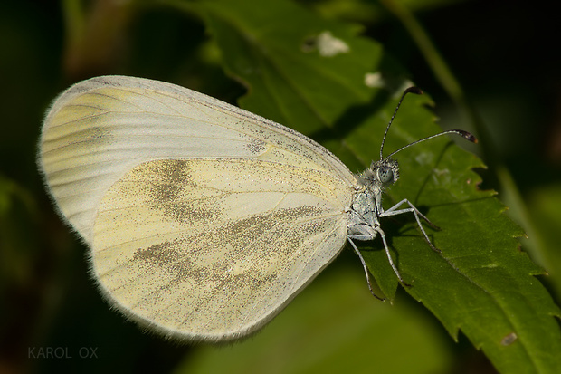 mlynárik Leptidea sinapis/juvenica