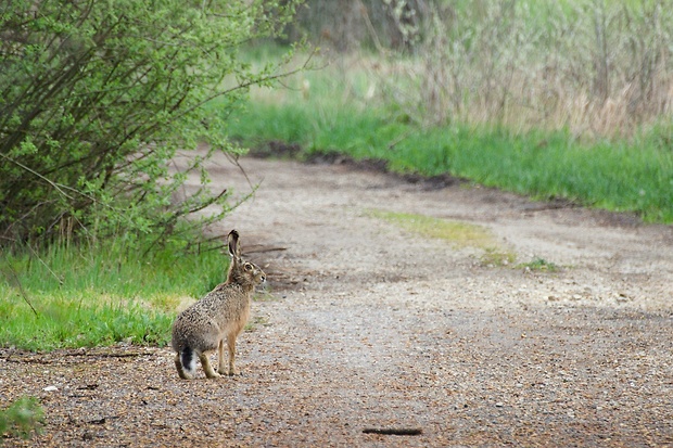 zajac poľný Lepus europaeus