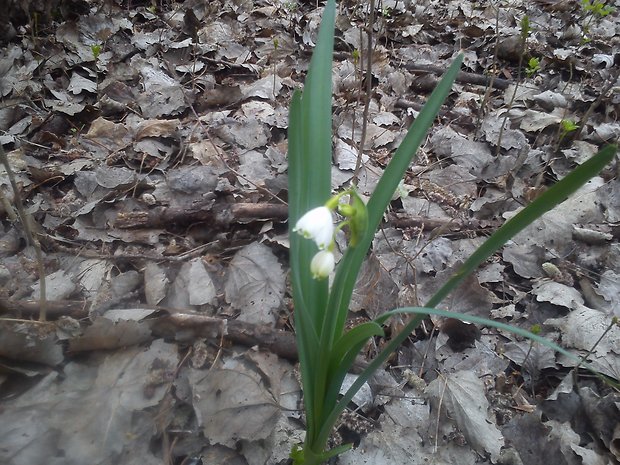 bleduľa letná Leucojum aestivum L.