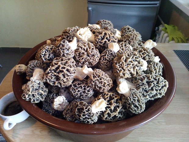 smrčok jedlý Morchella esculenta (L.) Pers.