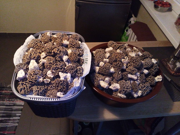 smrčok jedlý Morchella esculenta (L.) Pers.