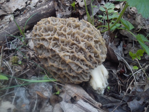 smrčok jedlý Morchella esculenta (L.) Pers.