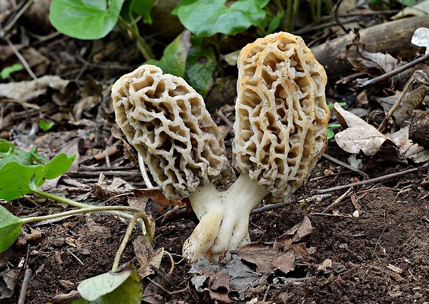 smrčok jedlý Morchella esculenta (L.) Pers.