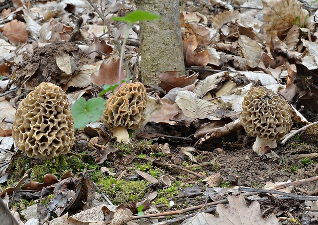 smrčok jedlý Morchella esculenta (L.) Pers.