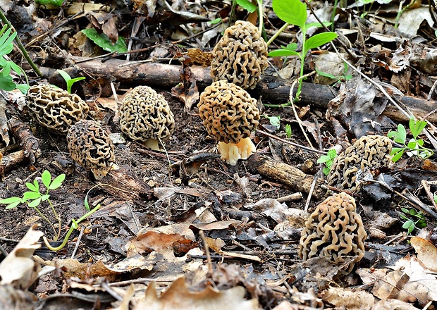 smrčok jedlý Morchella esculenta (L.) Pers.