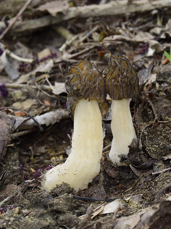 smrčok hybridný Morchella semilibera DC.