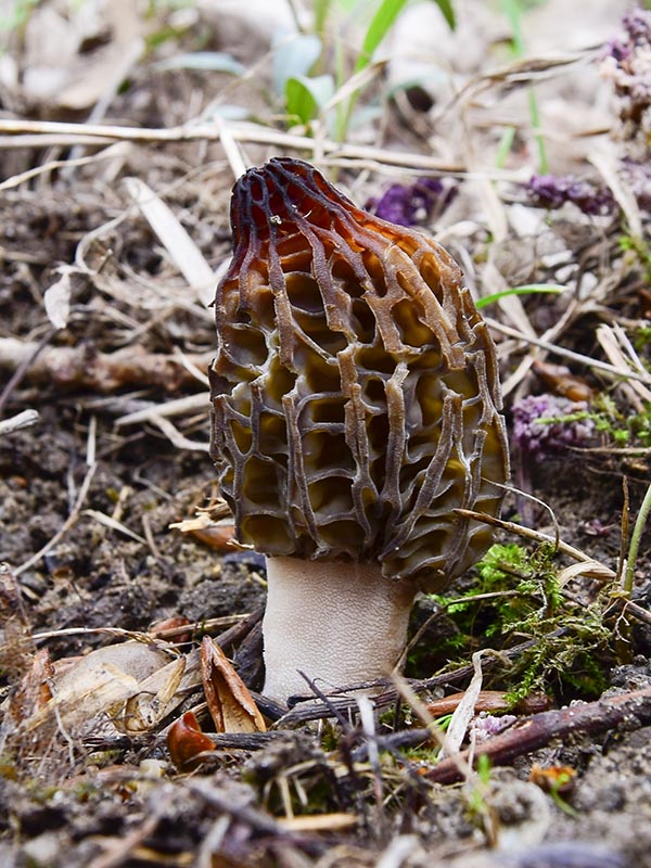 smrčok Morchella sp.