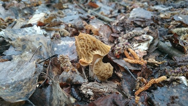 smrčok Morchella sp.