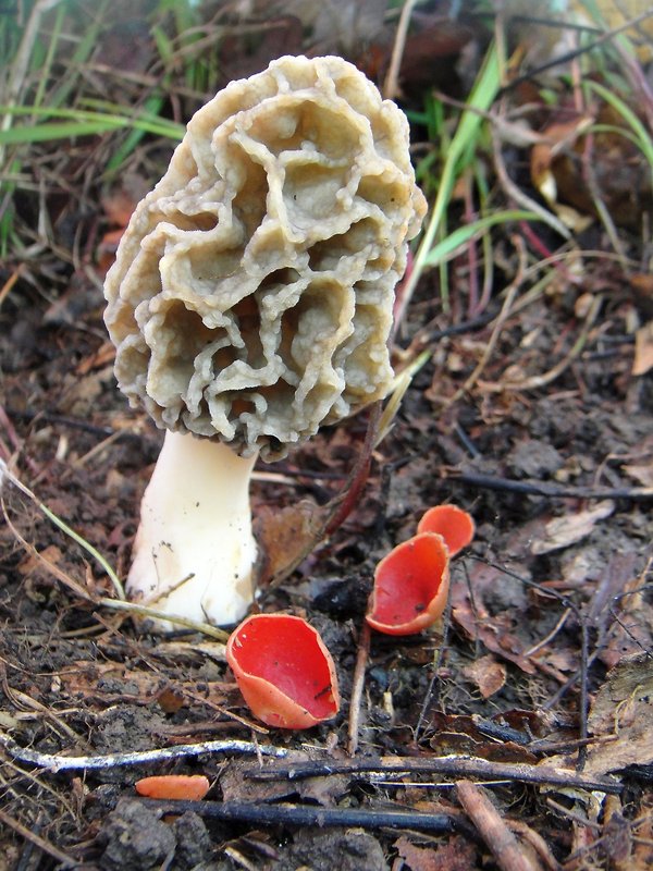 smrčok Morchella sp.