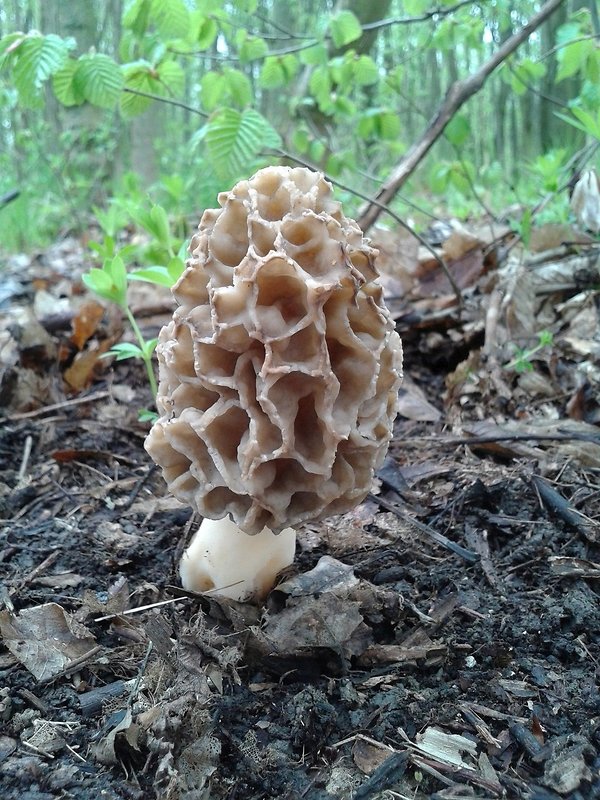 smrčok Morchella sp.