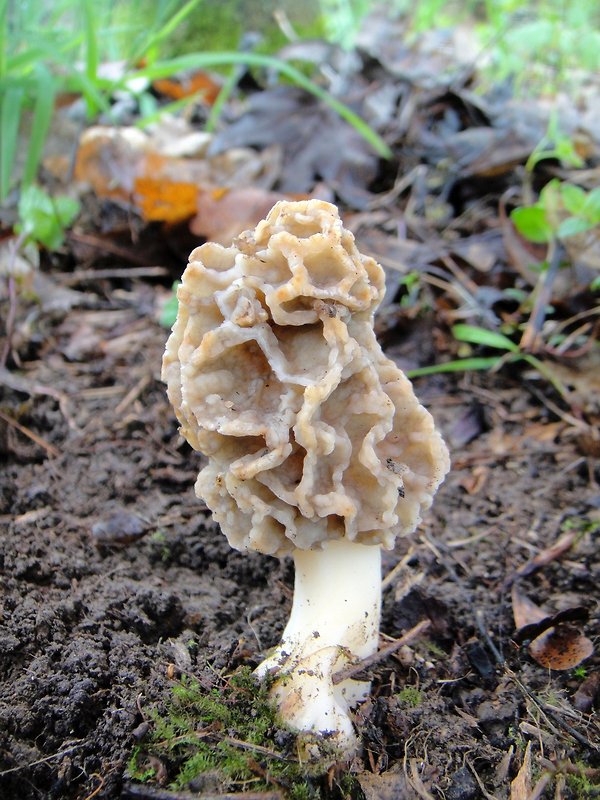 smrčok Morchella sp.