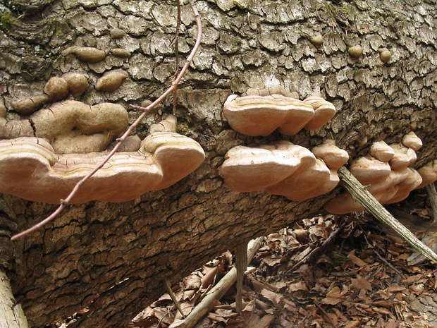 ohňovec Hartigov Phellinus hartigii (Allesch. & Schnabl) Pat.