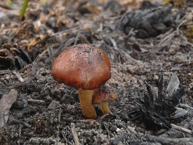 šupinovka spálenisková Pholiota highlandensis (Peck) Quadr. & Lunghini