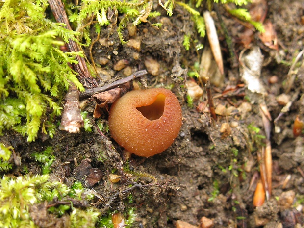 čiaška podvojná Phylloscypha phyllogena (Cooke) Van Vooren