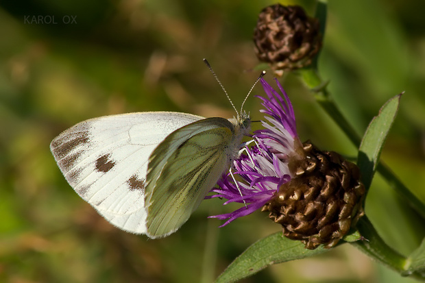 mlynárik repkový Pieris napi