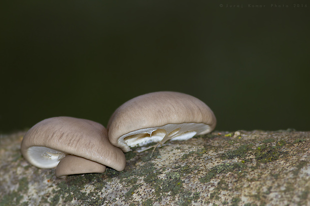 hliva závojová Pleurotus calyptratus (Lindblad ex Fr.) Sacc.