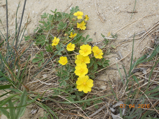 nátržník piesočný Potentilla arenaria Borkh.