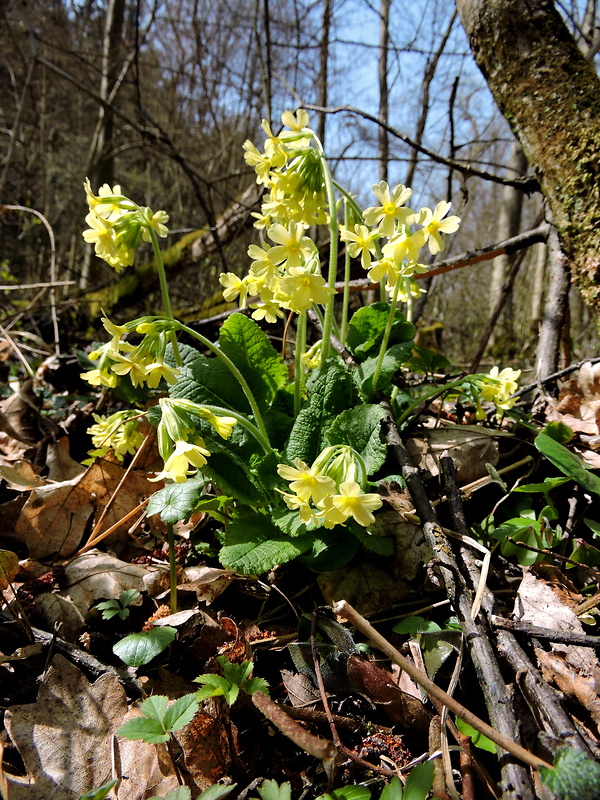 prvosienka vyššia Primula elatior (L.) L.