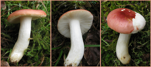 plávka Russula sp.