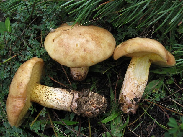 masliak kopcový Suillus collinitus (Fr.) Kuntze