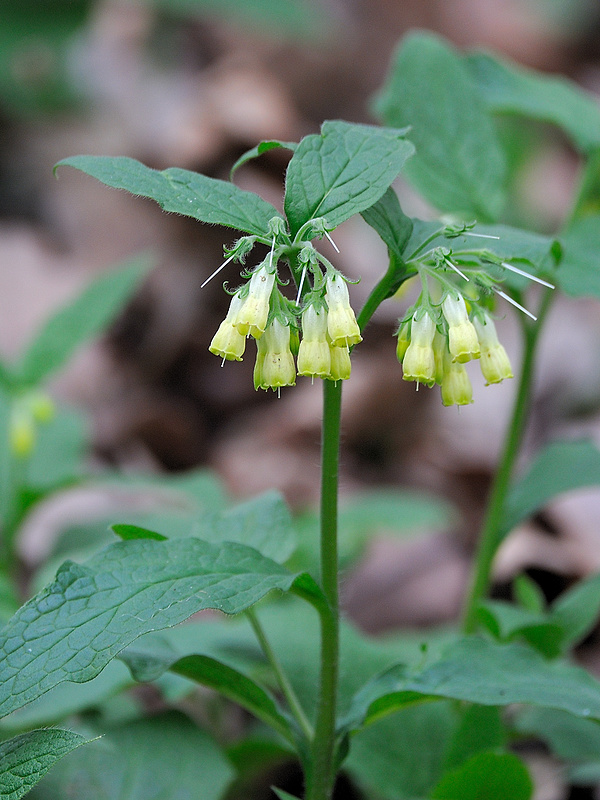 kostihoj hľuznatý Symphytum tuberosum L.