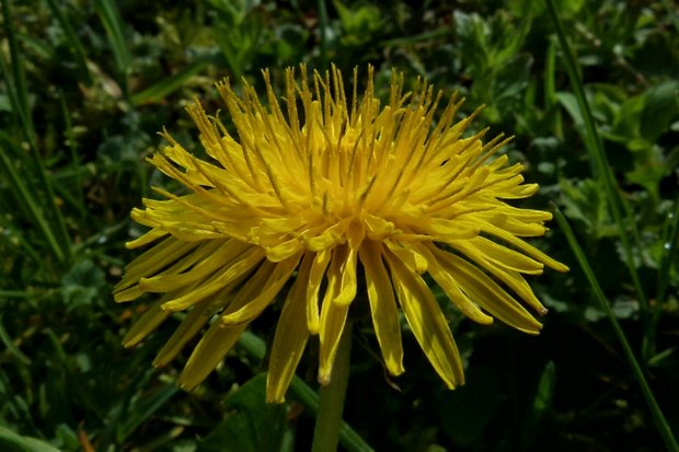 púpava lekárska Taraxacum officinale (L.) Weber ex F.H.Wigg