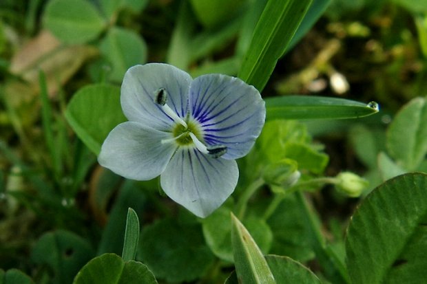 veronika Veronica sp.