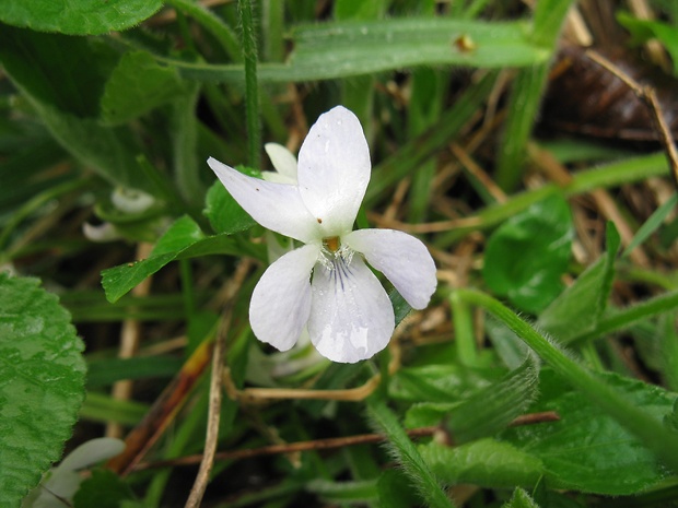 fialka voňavá Viola odorata L.