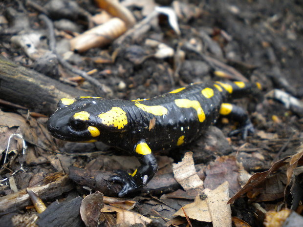 salamandra škvrnitá salamandra salamandra