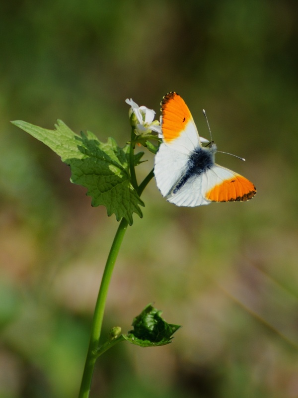 mlynárik žeruchový Anthocaris cardamines