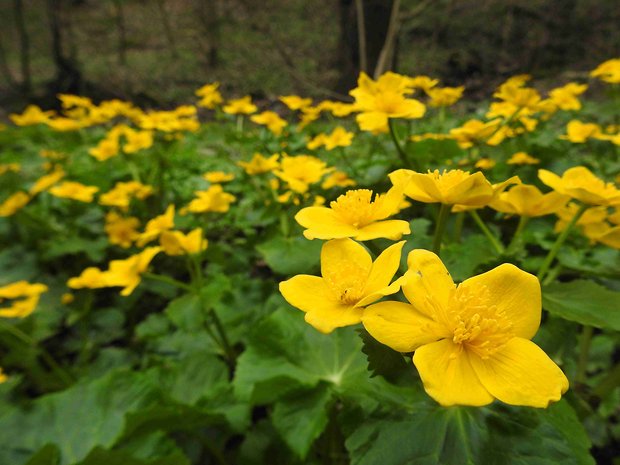 záružlie močiarne Caltha palustris L.