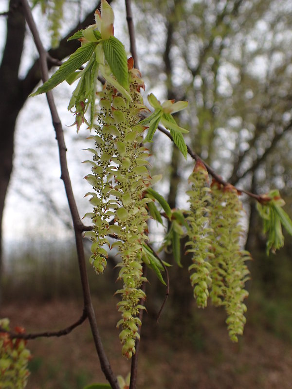 hrab obyčajný Carpinus betulus L.