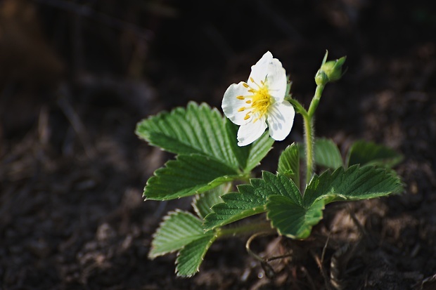 jahoda obyčajná Fragaria vesca L.