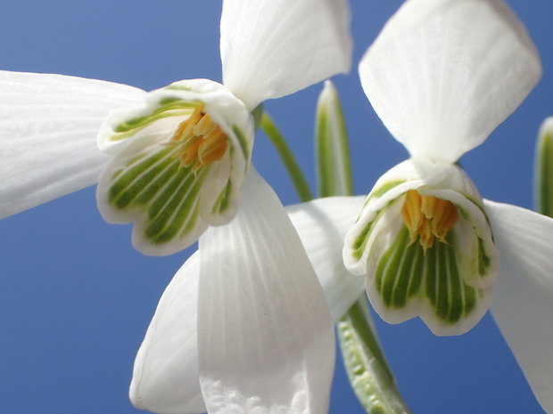 snežienka jarná Galanthus nivalis L.