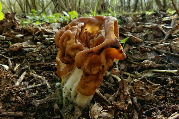 ušiak obrovský Gyromitra gigas (Krombh.) Cooke