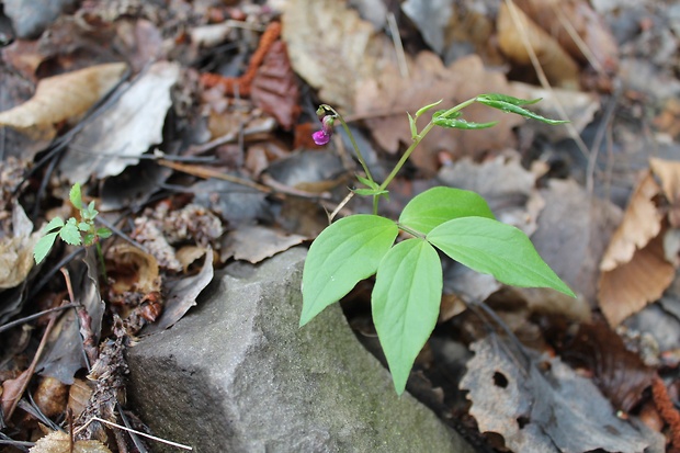 hrachor jarný Lathyrus vernus (L.) Bernh.