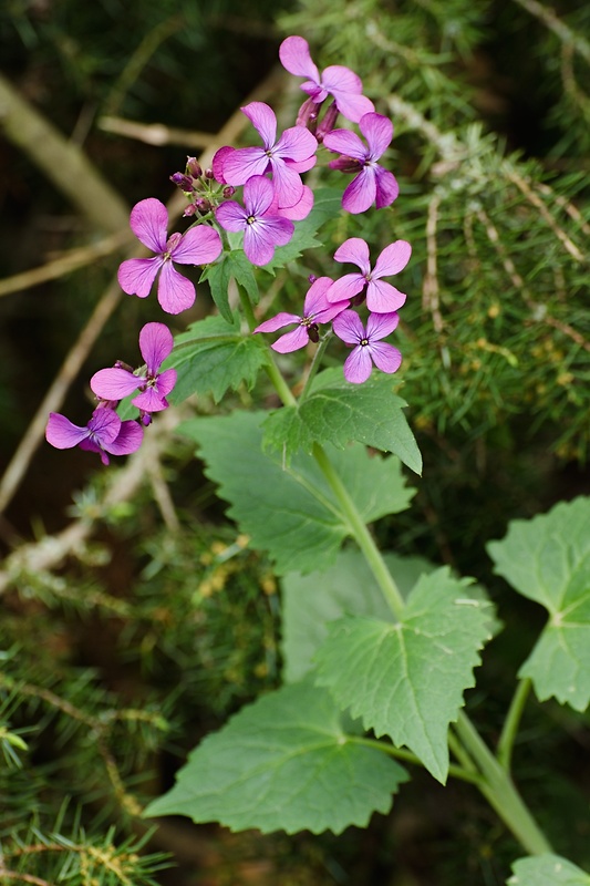 mesačnica ročná Lunaria annua L.