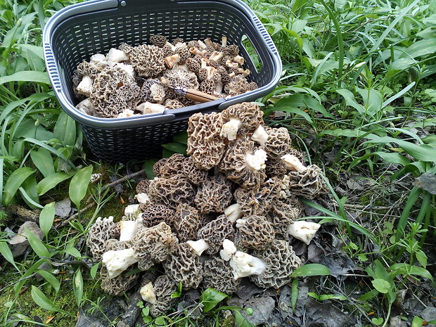 smrčok jedlý Morchella esculenta (L.) Pers.