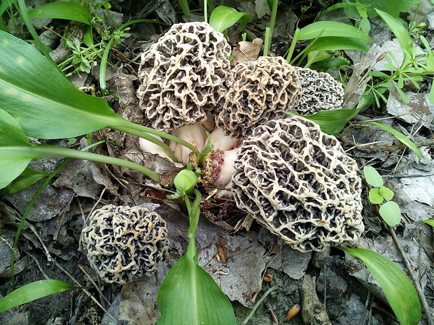 smrčok jedlý Morchella esculenta (L.) Pers.