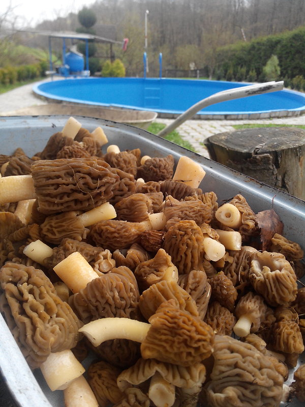 smrčok jedlý Morchella esculenta (L.) Pers.