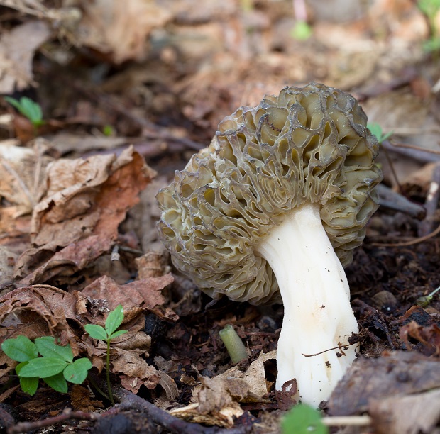 smrčok Morchella sp.