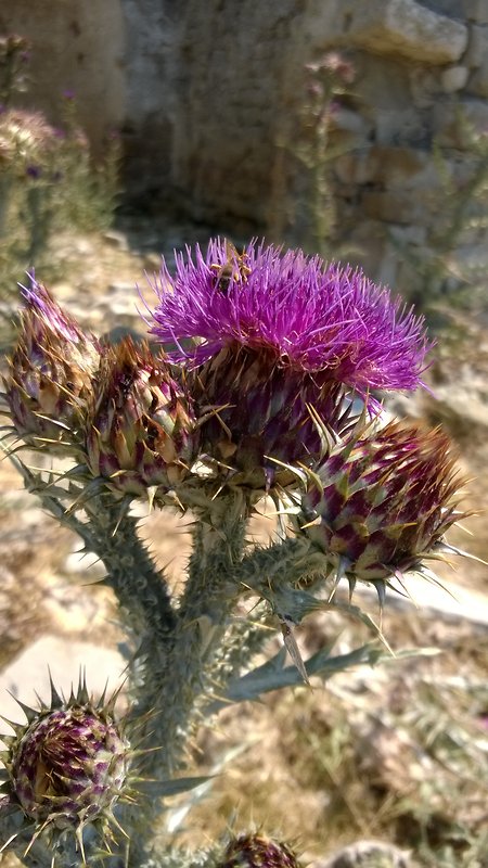 ostropes Onopordum illyricum