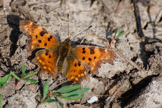 babôčka zubatokrídla Polygonia c-album