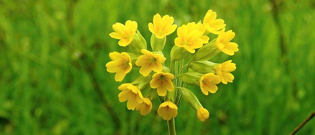 prvosienka jarná Primula veris L.