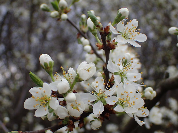 trnka obyčajná Prunus spinosa L.