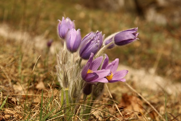 poniklec Pulsatilla sp.