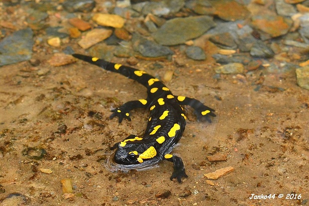 salamandra škvrnitá Salamandra salamandra