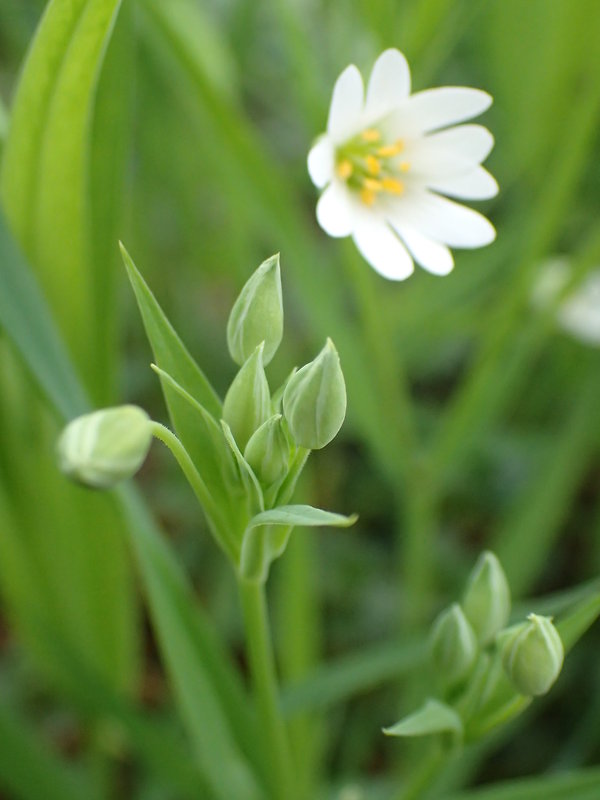 hviezdica veľkokvetá Stellaria holostea L.